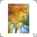 Blumen und Stills