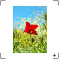 Blumen und Stills