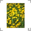 Blumen und Stills