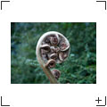 Blumen und Stills