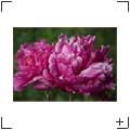 Blumen und Stills