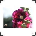 Blumen und Stills