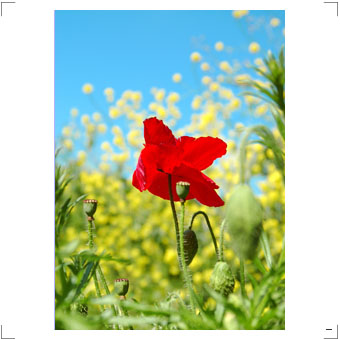 Fotografie Blumen und Stills